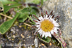 Einköpfiges Berufkraut (Erigeron uniflorus) (08.2024, F280568)
