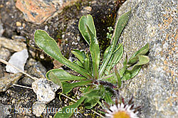 Einköpfiges Berufkraut (Erigeron uniflorus) (F280570) Einköpfiges Berufkraut (Erigeron uniflorus) (F280570)