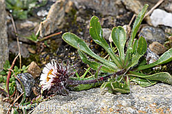 Einköpfiges Berufkraut (Erigeron uniflorus) (F280573) Einköpfiges Berufkraut (Erigeron uniflorus) (F280573)