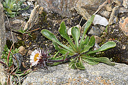 Einköpfiges Berufkraut (Erigeron uniflorus) (08.2024, F280574)
