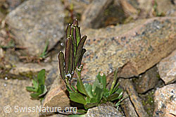 Bläuliche Gänsekresse (Arabis caerulea) (F280605) Bläuliche Gänsekresse (Arabis caerulea) (F280605)