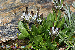 Bläuliche Gänsekresse (Arabis caerulea) (08.2024, F280614)