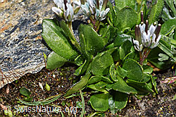 Bläuliche Gänsekresse (Arabis caerulea) (F280615) Bläuliche Gänsekresse (Arabis caerulea) (F280615)