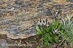 Bläuliche Gänsekresse (Arabis caerulea) (08.2024, F280617)