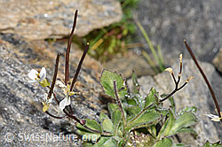 Alpen-Gänsekresse (Arabis alpina) (08.2024, F280620)