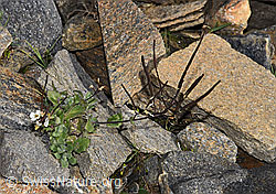 Alpen-Gänsekresse (Arabis alpina) (08.2024, F280623)