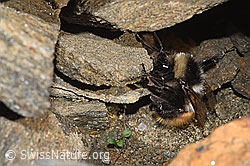 Bombus monticola (F280640)