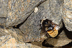 Bombus monticola (F280641)