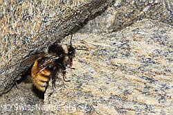 Berglandhummel (Bombus monticola) (08.2024, F280642)