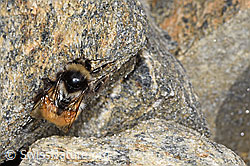 Bombus monticola (F280643)
