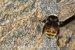 Bombus monticola (F280644)