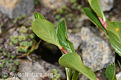 Stumpfblättrige Weide (Salix retusa) (08.2024, F280696)