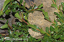 Stumpfblättrige Weide (Salix retusa) (F280699) Stumpfblättrige Weide (Salix retusa) (F280699)