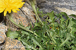 Berg-Milchkraut (Leontodon montanus) (F280755) Berg-Milchkraut (Leontodon montanus) (F280755)