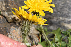 Berg-Milchkraut (Leontodon montanus) (F280756) Berg-Milchkraut (Leontodon montanus) (F280756)