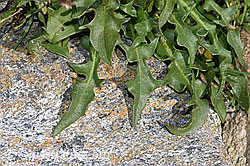 Berg-Milchkraut (Leontodon montanus) (F280759) Berg-Milchkraut (Leontodon montanus) (F280759)