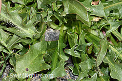 Berg-Milchkraut (Leontodon montanus) (F280760) Berg-Milchkraut (Leontodon montanus) (F280760)