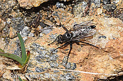 F280799: Kleine Makelfliege (Cyrtopogon lateralis)