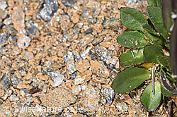 Arabis caerulea (F280822)