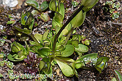 Zarter Enzian (Gentiana tenella) (F280837)