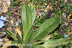 Myosotis alpestris (F280852)