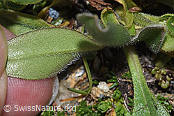 Myosotis alpestris (F280855)