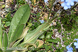 Myosotis alpestris (F280858)