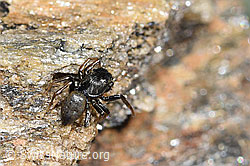 F280885: Gelbbeinige Sonnenspringspinne (Heliophanus flavipes)