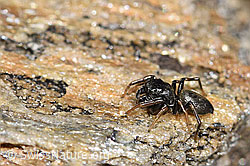 Gelbbeinige Sonnenspringspinne (Heliophanus flavipes) (08.2024, F280887)