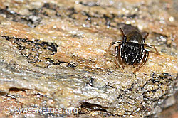 F280888: Gelbbeinige Sonnenspringspinne (Heliophanus flavipes)
