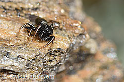 F280889: Gelbbeinige Sonnenspringspinne (Heliophanus flavipes)