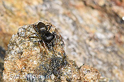 F280891: Gelbbeinige Sonnenspringspinne (Heliophanus flavipes)