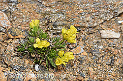 Hoppes Felsenblümchen (Draba hoppeana) (08.2024, F280902)