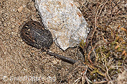 Odontoscelis fuliginosa (Schildwanze) (F280940) Odontoscelis fuliginosa (Schildwanze) (F280940)