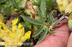 Alpen-Wundklee (Anthyllis vulneraria ssp. alpestris) (F280947)