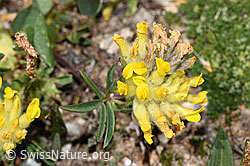 Alpen-Wundklee (Anthyllis vulneraria ssp. alpestris) (F280949)