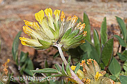 Alpen-Wundklee (Anthyllis vulneraria ssp. alpestris) (F280952)