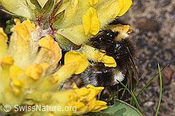 Alpen-Wundklee (Anthyllis vulneraria ssp. alpestris)