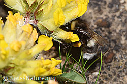 Heide-Erdhummel (Bombus cryptarum) an Alpen-Wundklee (Anthyllis vulneraria ssp. alpestris) (F280957)