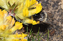 Heide-Erdhummel (Bombus cryptarum) an Alpen-Wundklee (Anthyllis vulneraria ssp. alpestris) (F280958)