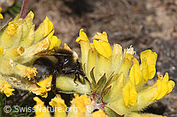 Heide-Erdhummel (Bombus cryptarum) an Alpen-Wundklee (Anthyllis vulneraria ssp. alpestris) (08.2024, F280961)