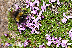 Distelhummel (Bombus soroeensis) an Kalk-Polsternelke (Silene acaulis) (F281002) Distelhummel (Bombus soroeensis) an Kalk-Polsternelke (Silene acaulis) (F281002)
