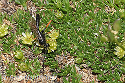 Foto: Schwarze Schlupfwespe (Pimpla rufipes) an Zwerg-Miere (Minuartia sedoides)
