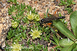 Foto: Schwarze Schlupfwespe (Pimpla rufipes) an Zwerg-Miere (Minuartia sedoides)