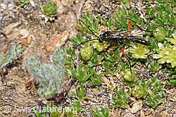 Foto: Schwarze Schlupfwespe (Pimpla rufipes) an Zwerg-Miere (Minuartia sedoides)