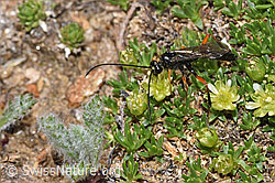 Schwarze Schlupfwespe (Pimpla rufipes) an Zwerg-Miere (Minuartia sedoides) (08.2024, F281023)