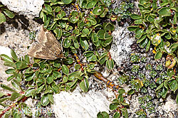 Photo: Pyrausta aerealis on Salix retusa