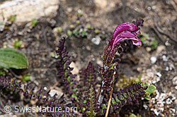 Kerners Läusekraut (Pedicularis kerneri) (08.2024, F281087)