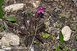 Kerners Läusekraut (Pedicularis kerneri) (08.2024, F281089)