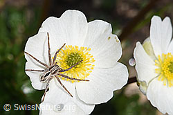 Thanatus coloradensis (Laufspinne) auf Alpen-Hahnenfuss (Ranunculus alpestris) (08.2024, F281091)